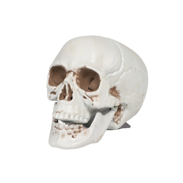 Dekoration, Döskalle, 10 cm