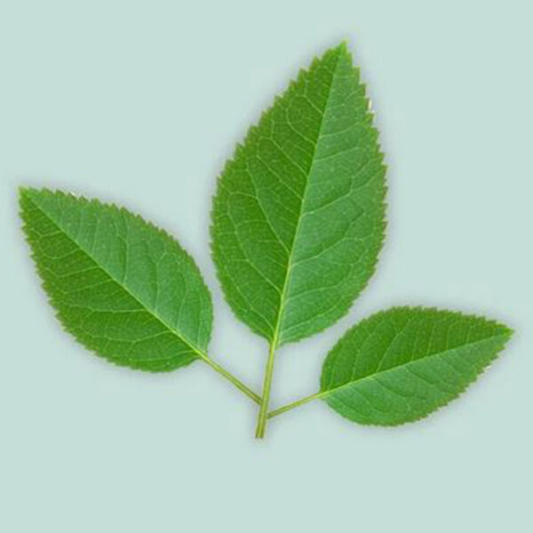 Utstickare Rosblad, 3 storlekar - FMM